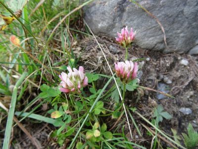 Trifolium thalii, photographed by Thomas Koffel