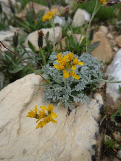 Jacobaea incana, photographed by Thomas Koffel
