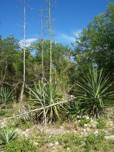 Agave fourcroydes, photographed by Martín Sánchez Vilchis