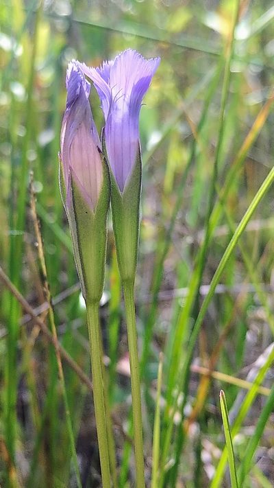 Gentianopsis macounii, photographed by Doug Macaulay