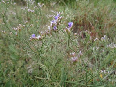 Limonium narbonense, photographed by Thomas Koffel