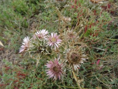 Carlina lanata, photographed by Thomas Koffel
