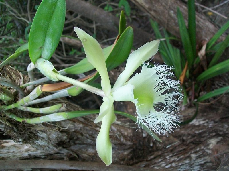 Rhyncholaelia digbyana, photographed by Martín Sánchez Vilchis