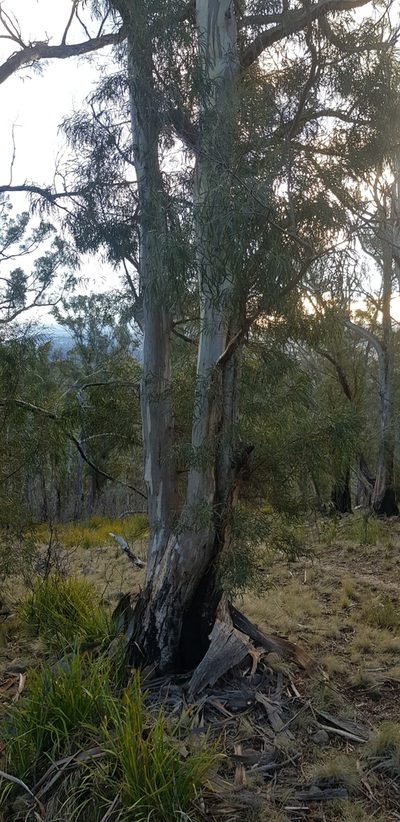 Eucalyptus pulchella, photographed by Yoav Daniel Bar-Ness