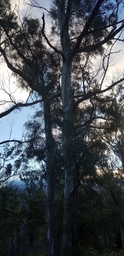 Eucalyptus pulchella, photographed by Yoav Daniel Bar-Ness