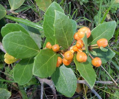 Maytenus procumbens, photographed by Henry de Lange