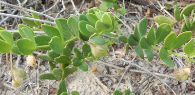 Roepera maritima, photographed by Henry de Lange