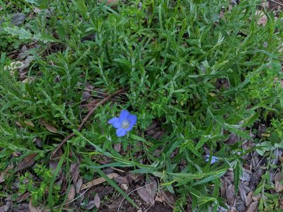 Wahlenbergia stricta, photographed by Cobi Calyx