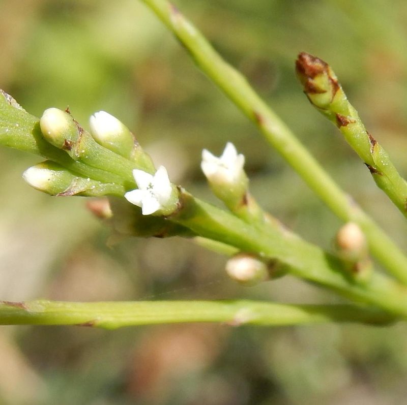 Thesium junceum, photographed by Henry de Lange