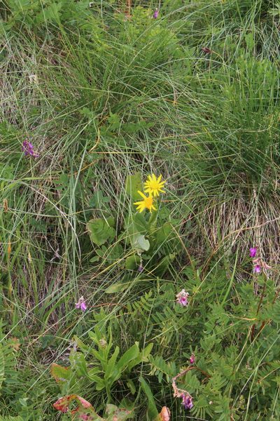 Senecio kolenatianus, photographed by Dmitriy Bochkov