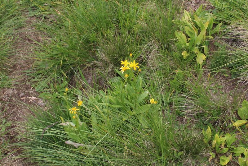 Senecio kolenatianus, photographed by Dmitriy Bochkov