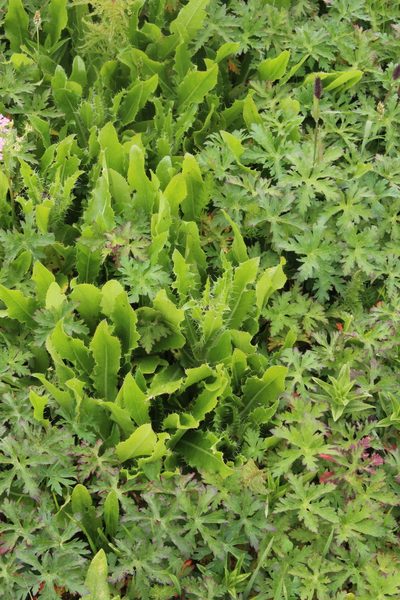 Cirsium simplex, photographed by Dmitriy Bochkov