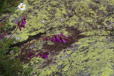 Hedysarum caucasicum, photographed by Dmitriy Bochkov