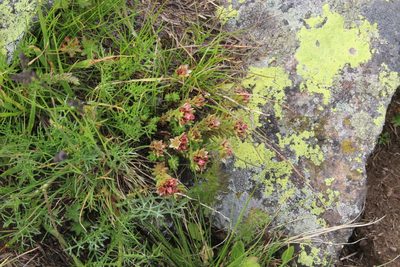 Sedum tenellum, photographed by Dmitriy Bochkov