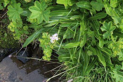 Primula auriculata, photographed by Dmitriy Bochkov