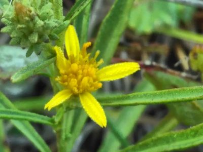 Jasonia tuberosa, photographed by Yves Bas