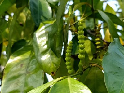 Gnetum gnemon, photographed by Ong Jyh Seng