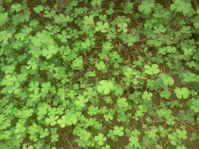 Marsilea quadrifolia, photographed by Manoj Karingamadathil