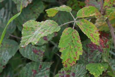 Rubus bartonii, photographed by Stephen James McWilliam