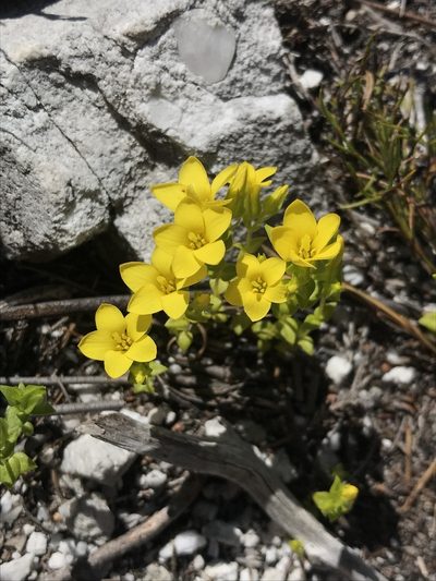 Sebaea sulphurea, photographed by Sam McCarren