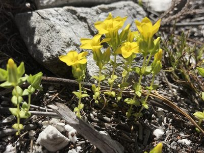 Sebaea sulphurea, photographed by Sam McCarren
