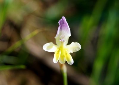 Sparaxis villosa, photographed by Scott Mills