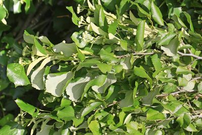 Tilia tomentosa, photographed by Stephen James McWilliam