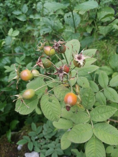 Rosa tomentosa, photographed by Tobias Schönberg