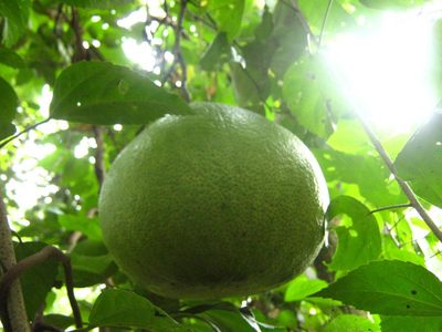 Citrus maxima, photographed by Manoj Karingamadathil