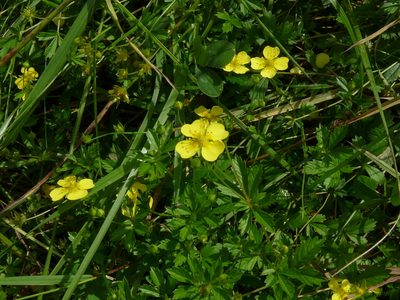 Potentilla anglica, photographed by Phil Handy
