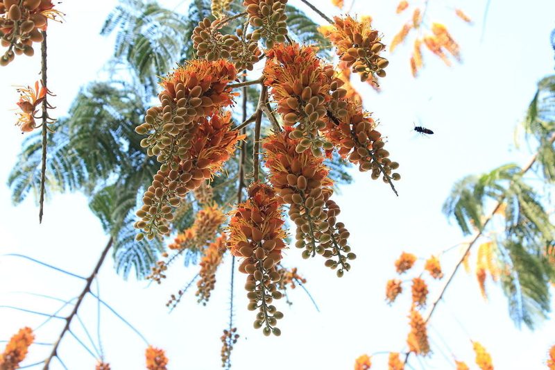Colvillea racemosa, photographed by Manoj Karingamadathil