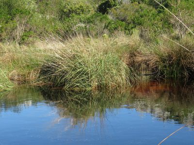 Capeochloa cincta, photographed by Jeremy Gilmore
