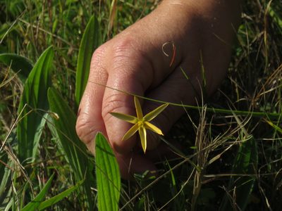 Pauridia serrata, photographed by Jeremy Gilmore