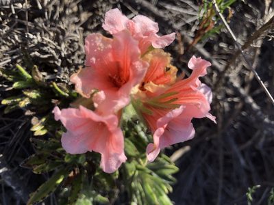 Lobostemon lucidus, photographed by Sean Privett