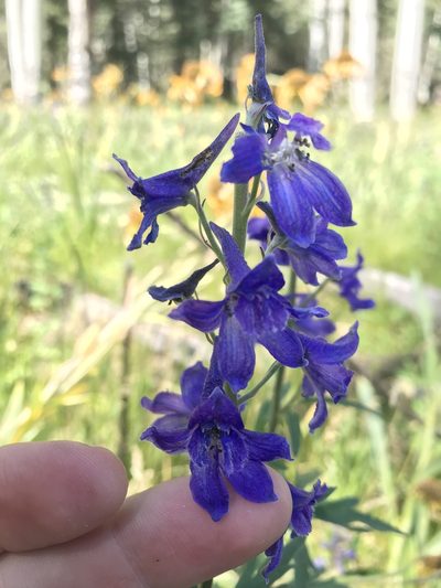 Delphinium geraniifolium, photographed by Jeff Young