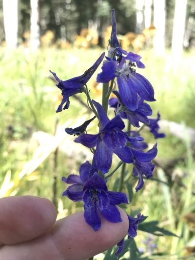 Delphinium geraniifolium, photographed by Jeff Young