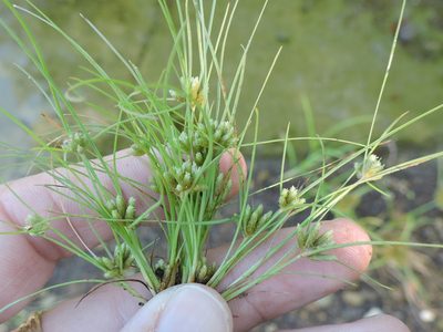 Fimbristylis vahlii, photographed by Sam Kieschnick