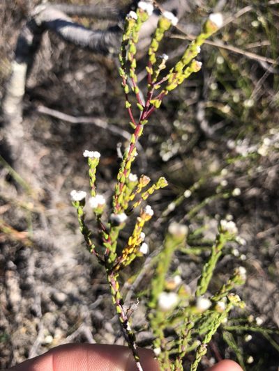Phylica parvula, photographed by Sean Privett