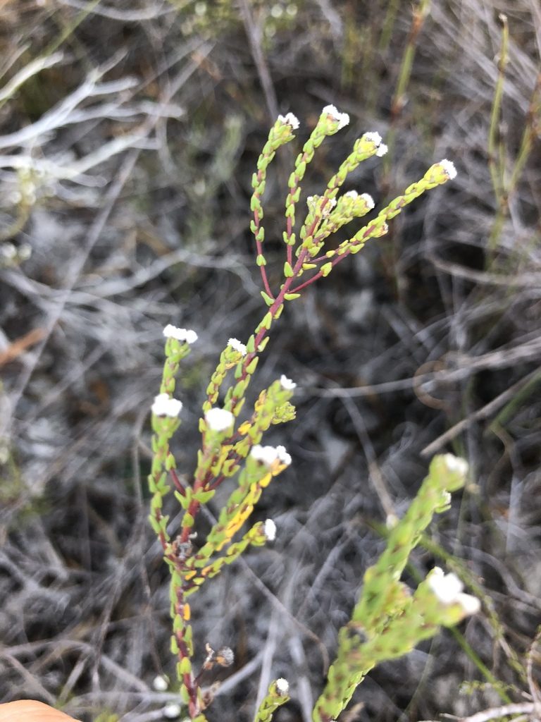 Phylica parvula, photographed by Sean Privett