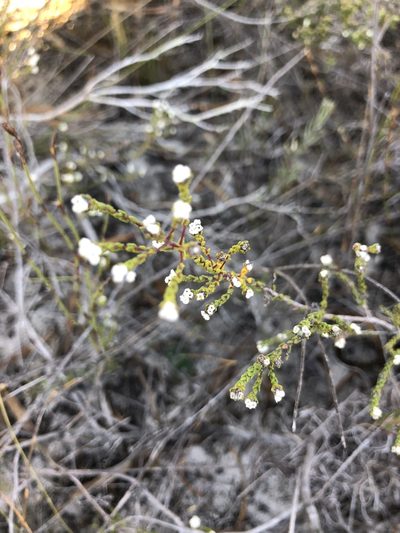 Phylica parvula, photographed by Sean Privett