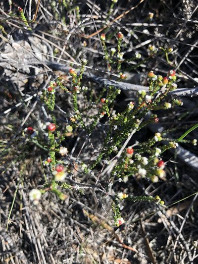 Phylica parvula, photographed by Sean Privett