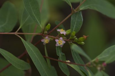 Hypericum tubulosum, photographed by Irvin Louque