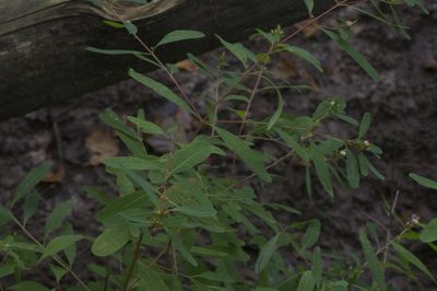 Hypericum tubulosum, photographed by Irvin Louque