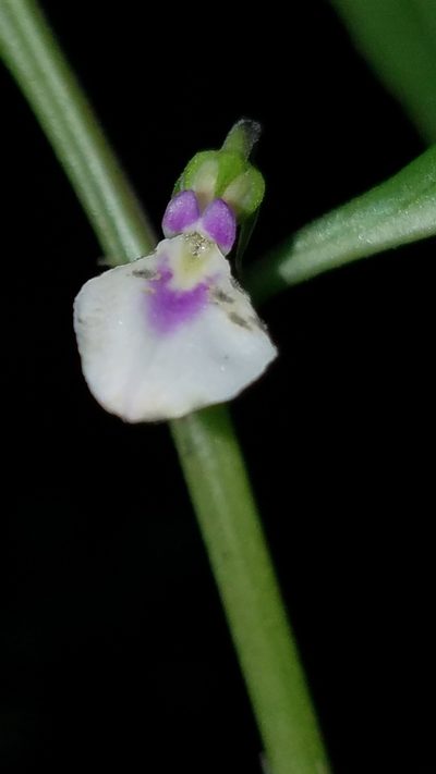 Pombalia glabra, photographed by Alan Rockefeller