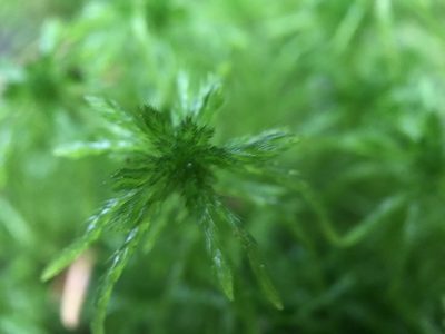 Sphagnum fallax, photographed by Andrew Melton