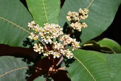 Saurauia scabrida, photographed by Neptalí Ramírez Marcial