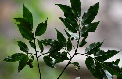 Prunus rhamnoides, photographed by Neptalí Ramírez Marcial