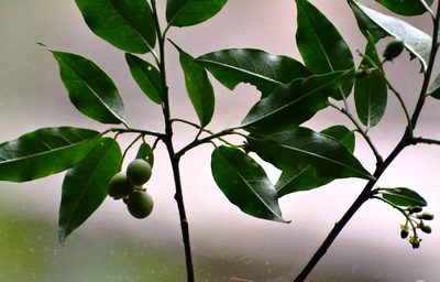 Prunus rhamnoides, photographed by Neptalí Ramírez Marcial