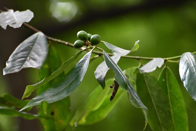 Prunus tuberculata, photographed by Neptalí Ramírez Marcial