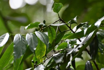Prunus tuberculata, photographed by Neptalí Ramírez Marcial